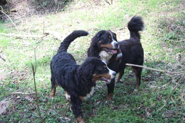 Berner Sennen-Beitrag-Bild