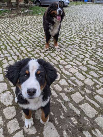 Berner Sennen-Beitrag-Bild