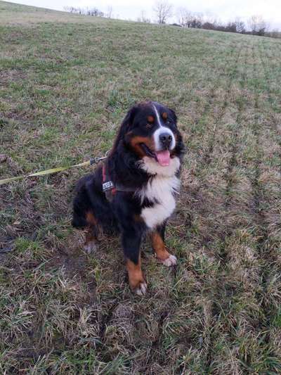 Berner Sennen-Beitrag-Bild