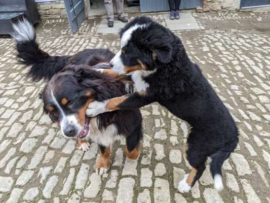 Berner Sennen-Beitrag-Bild