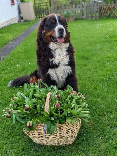 Berner Sennen-Beitrag-Bild