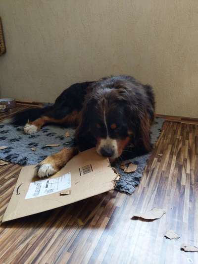 Berner Sennen-Beitrag-Bild