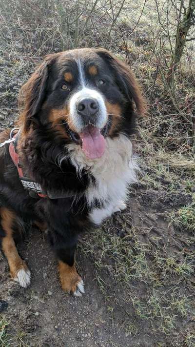 Berner Sennen-Beitrag-Bild