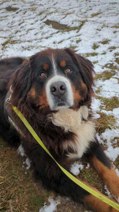 Berner Sennen-Beitrag-Bild