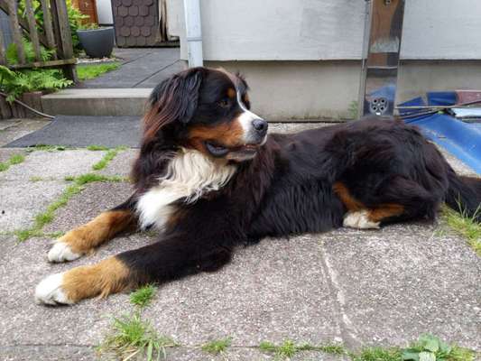 Berner Sennen-Beitrag-Bild