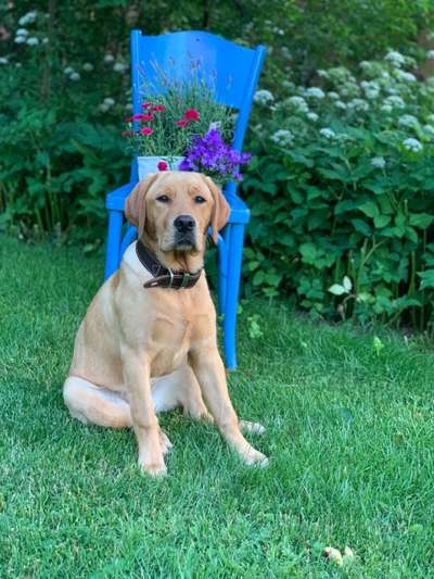 Die Dogorama Kalender Challenge Teil 3/4-Beitrag-Bild