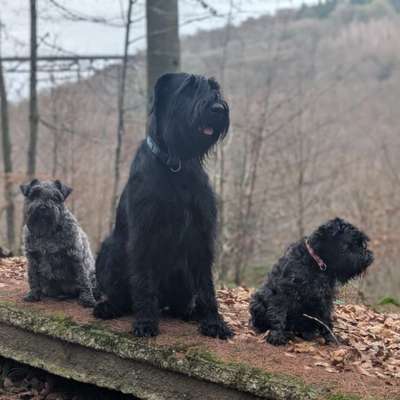 Vermeintliche Hunderassen-Beitrag-Bild