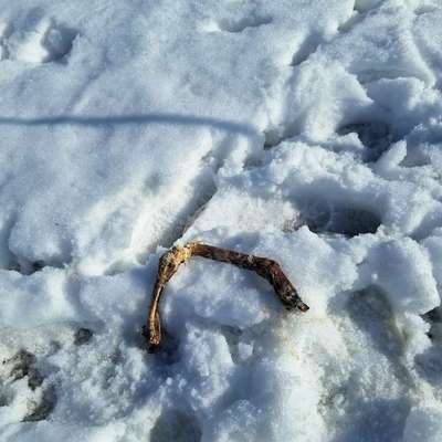 Giftköder-Abgetrenntes Rehbein Nähe Wanderparkplatz Geitau-Bild