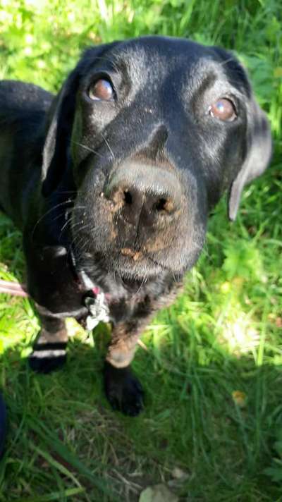 Die Dogorama Wochen Challenge-Beitrag-Bild