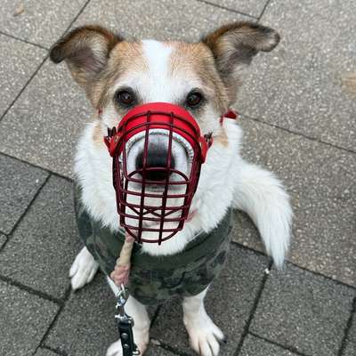 Hundetreffen-Social Walk-Bild