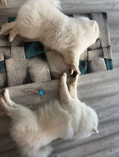 Samojede-Beitrag-Bild