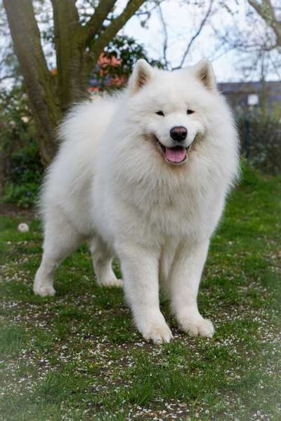 Samojede-Beitrag-Bild