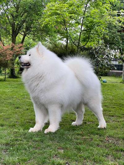 Samojede-Beitrag-Bild