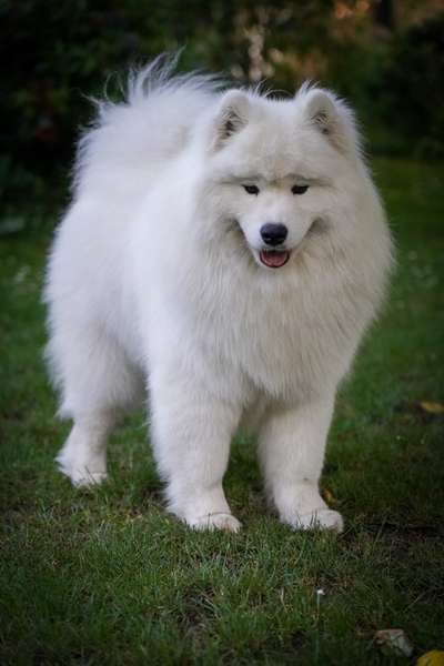 Samojede-Beitrag-Bild