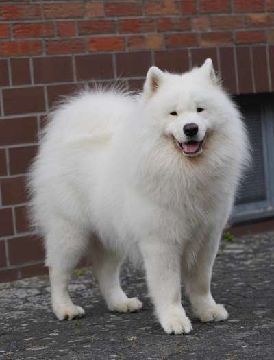 Samojede-Beitrag-Bild