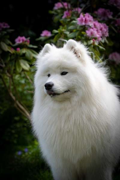 Samojede-Beitrag-Bild