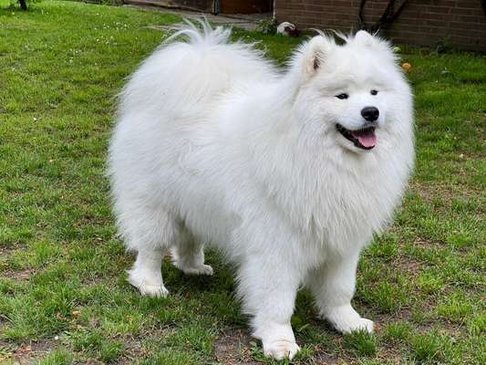 Samojede-Beitrag-Bild