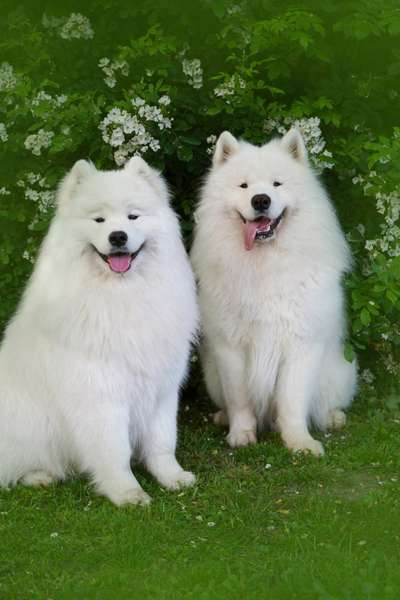 Samojede-Beitrag-Bild