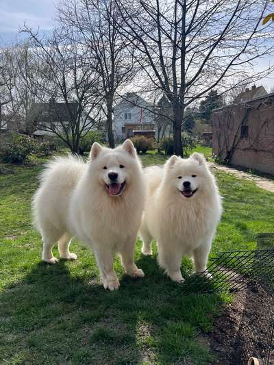 Samojede-Beitrag-Bild