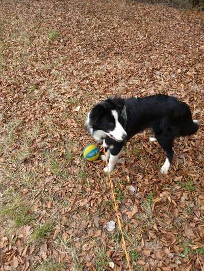 Dogorama Photo Challenge - Zufallsfund beim Gassi-Beitrag-Bild