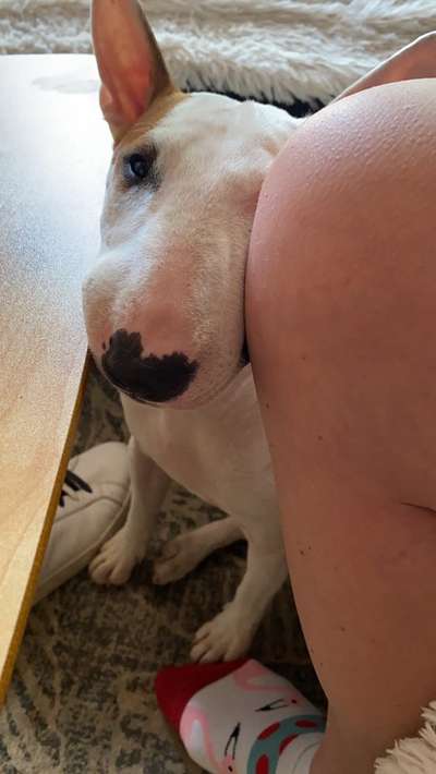 Hier ist der Spaßthread. Zum Schmunzeln und Kaputtlachen-Beitrag-Bild