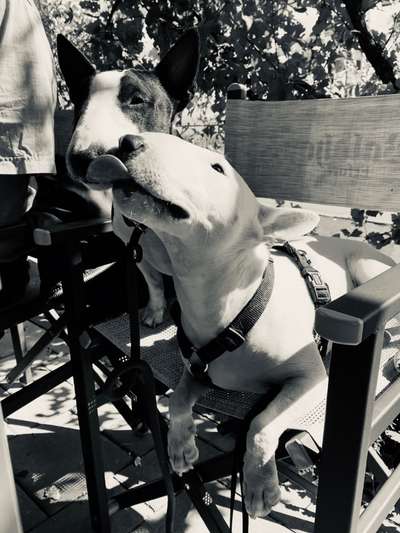 Bester Freund, Hundekumpel - zeigt her!-Beitrag-Bild