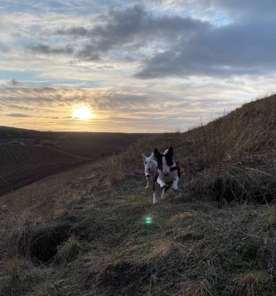 Die Dogorama Wochen Challenge-Beitrag-Bild