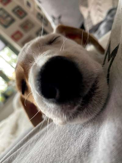 Zeigt her eure Hundenasen-Beitrag-Bild