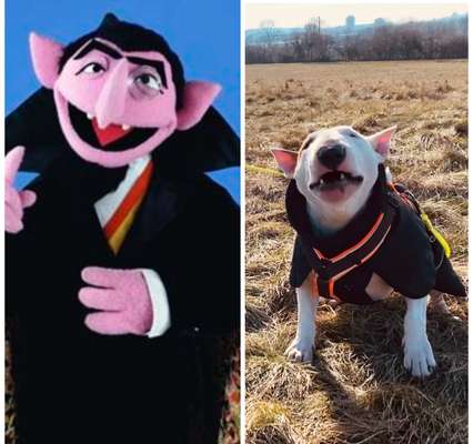 Fotochallange Nr.53 "HALLOWEEN"-Beitrag-Bild