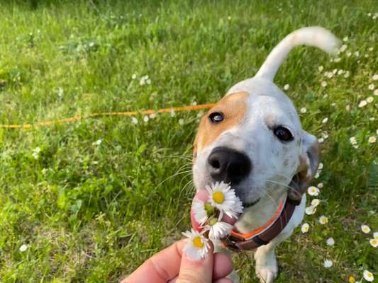 Fotochallange 63: "Dein blühendes Hündchen"-Beitrag-Bild