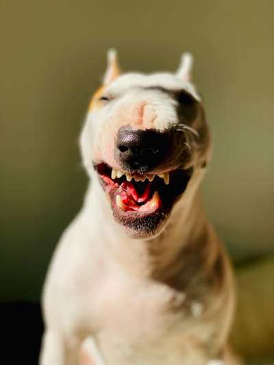 Fotochallenge Nr. 47 - Zeigt die Zähne-Beitrag-Bild