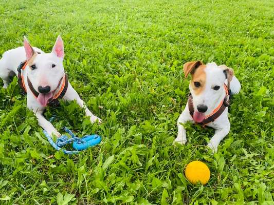 43. Fotochallenge-Zeigt mir eure Ball oder Frisbee verrueckten Hunde-Beitrag-Bild