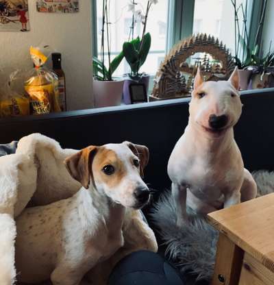 Miniatur Bull Terrier-Beitrag-Bild