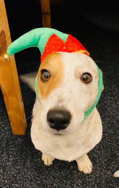 It's beginning to look a lot like.....-Beitrag-Bild