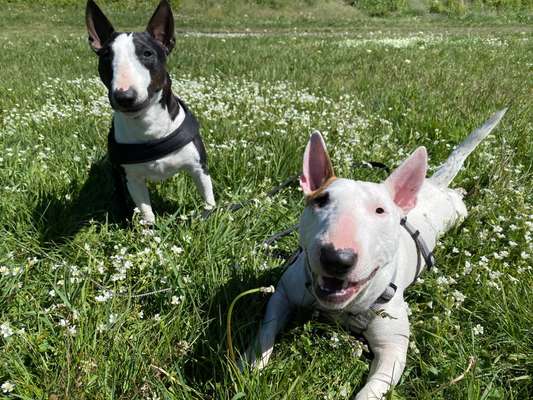 Bester Freund, Hundekumpel - zeigt her!-Beitrag-Bild