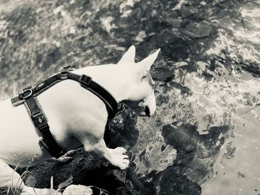 Dogorama-Monats-Challenge-Mai "Wasser"-Beitrag-Bild