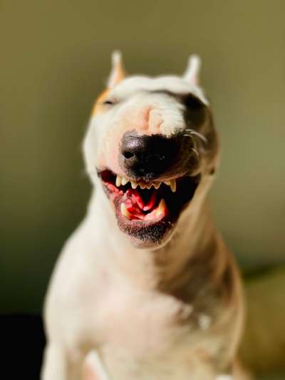 Dogorama Photo Challenge - Dein Hund beim Gähnen-Beitrag-Bild