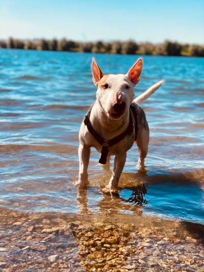Miniatur Bull Terrier-Beitrag-Bild