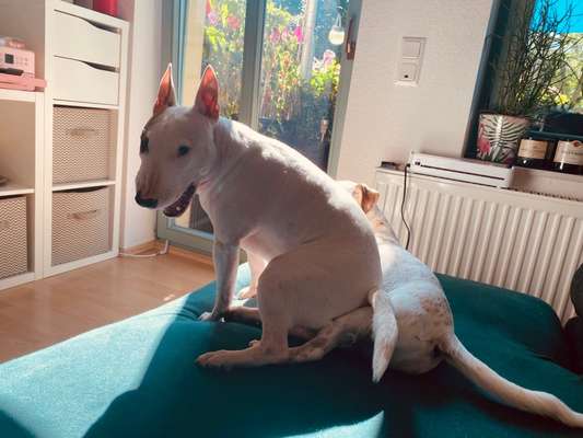 grumpy dog 😅-Beitrag-Bild