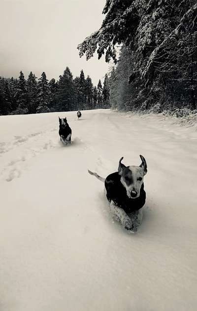 Die Dogorama Kalender Challenge Teil 2/4-Beitrag-Bild