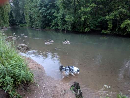 Hundetreffen-Gassi gehen & Play Dates-Bild