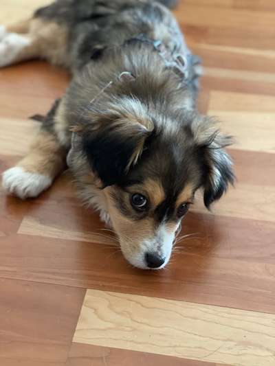 CHALLENGE NR. 19 - Der Hundeblick-Beitrag-Bild