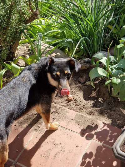 Tongue Out Tuesday-Beitrag-Bild