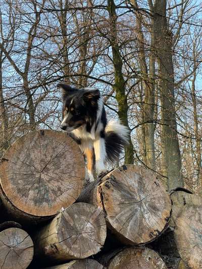 Wald Bild-Beitrag-Bild