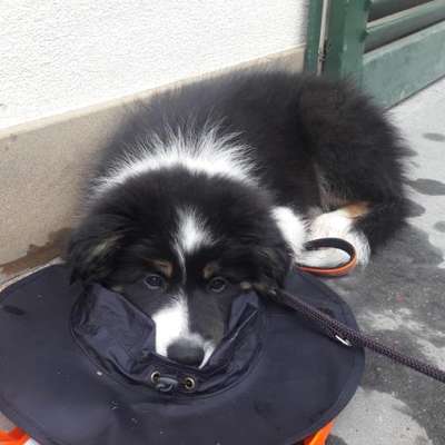 Welpen Bilder !-Beitrag-Bild