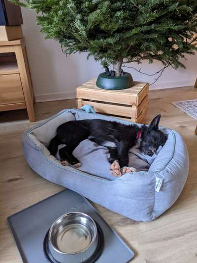 Podenco-Mix in NRW-Beitrag-Bild