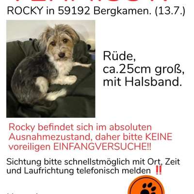 Suchmeldung-Rocky-Bild