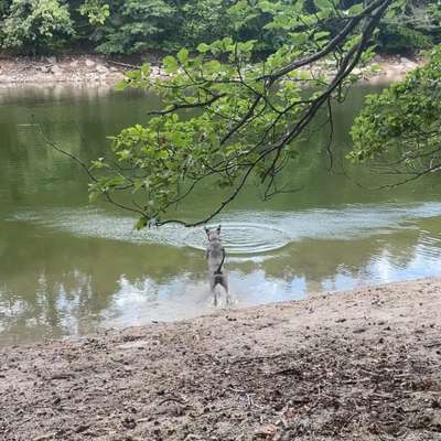 Hundeauslaufgebiet-Bärensee-Bild