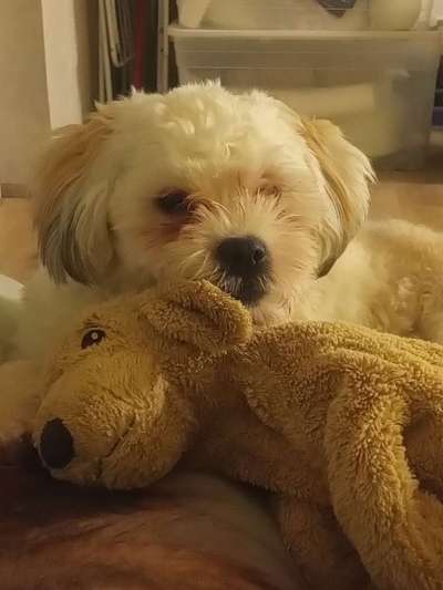 Havaneser dabei?:)-Beitrag-Bild