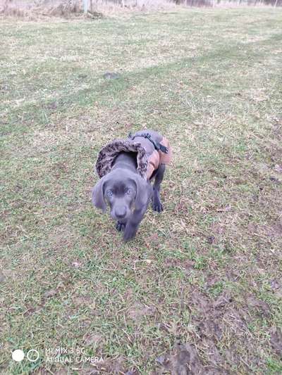 Fotochallenge 66 ~ Rennaction -Zeig deinen Hund im Lauf-Beitrag-Bild